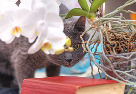 Greay adult cat was hiding behind white home orchidの写真素材