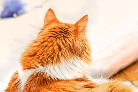 Head of adult red cat from backの写真素材