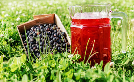 Fresh black currant berries and juice in jug at sunny day in green grassの写真素材