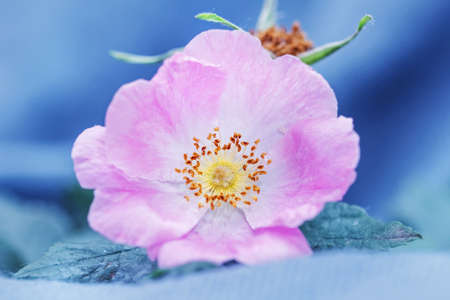 Soft flower rosehip closeup on gray backgroundの写真素材