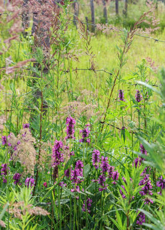 Summer wildflowers and barbed wire at sunny day