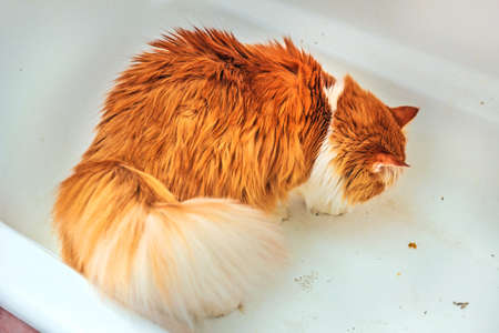 Charming adult red cat in dirty bathの写真素材