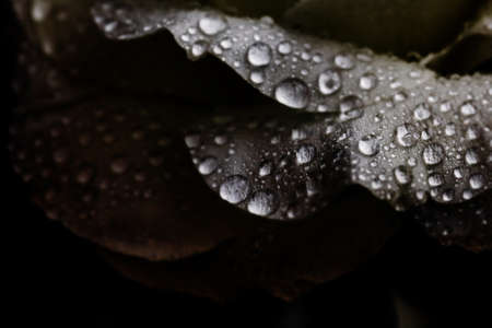 Water drops on tender white petals in dim lightの写真素材