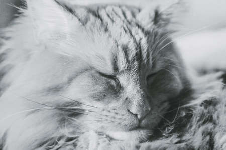 Portrait of adult charming slumbering maine coon in black and white sepiaの写真素材