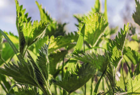 Spring real young nettle leaves at sunny dayの写真素材