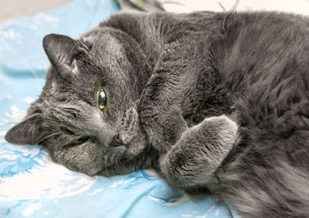 Pretty adult grey cat is lying on its back in relaxationの写真素材