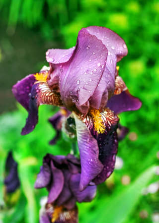 Real charming purple garden iris with drops of waterの写真素材