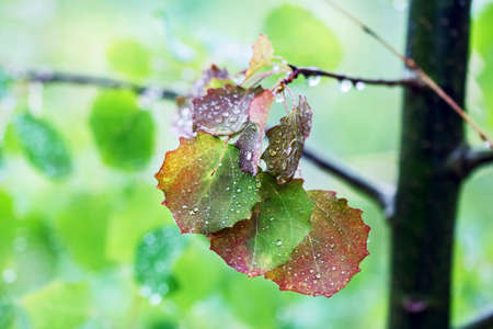 Pretty multicolor leaves of tree after rain