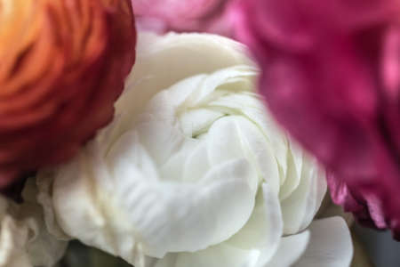 Pretty flower of white ranunculus between red and orangeの写真素材