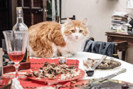 Pretty adult red cat on table after partyの写真素材