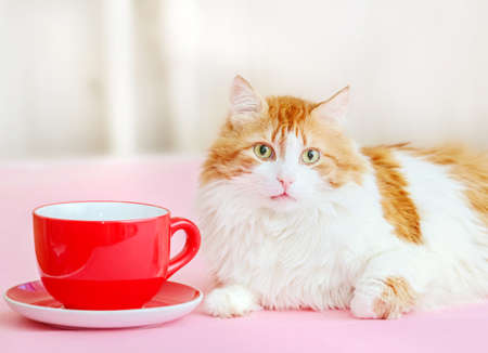 Pretty adult red cat and large red cup and saucerの写真素材