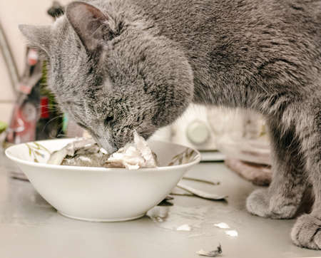 Pretty adult gray white cat eating fish in bowlの写真素材