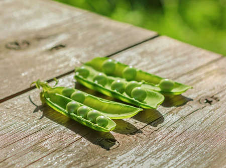 Ripe fresh green peas at sunny day for eatingの写真素材