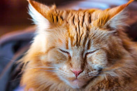 Napping adult pretty red cat Maine Coonの写真素材