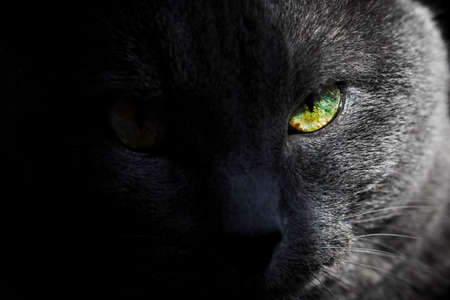 Look of adult pretty gray cat with yellow half-tone eyeの写真素材