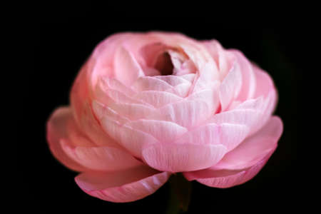 Real pretty pink blooming ranunculus on black background for pleasureの写真素材