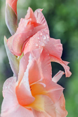 Great charming real peach colored blooming gladiolus at summer gardenの写真素材