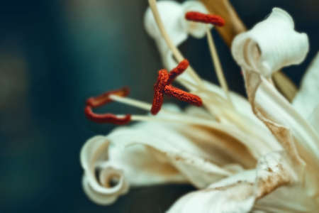 Real big fading white Lily close-up like symbol of past and rememberingの写真素材