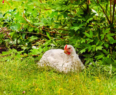 Adult prety white chicken sits in grass on summer dayの写真素材