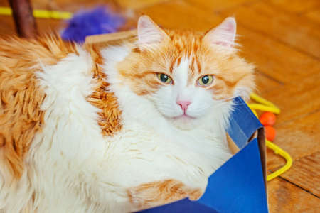 Adult beautiful red charming cat is lying in blue boxの写真素材