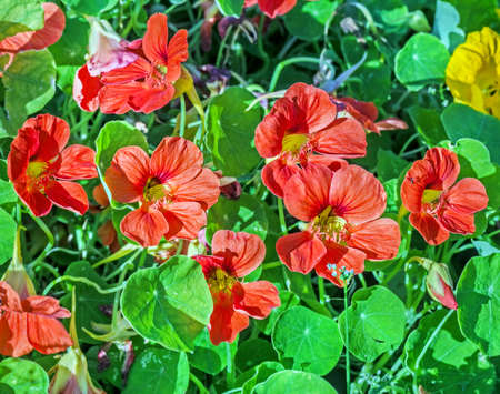 Pretty blooming orange nasturtiums flowers in green grass summer morningの写真素材