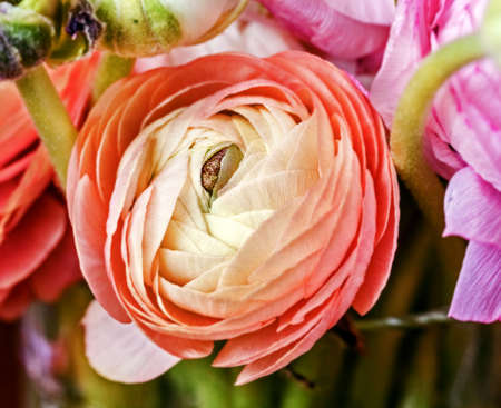 Pretty peach colored flower ranunculus for good emotion and pleasure