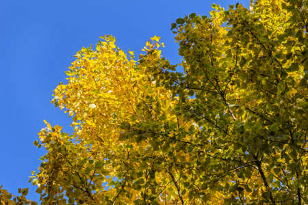 Charming autumn foliage against blue sky on happy sunny dayの写真素材