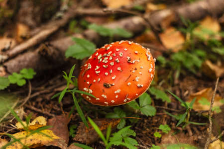 Pretty real fly agaric in forest in autumn charming foliageの写真素材