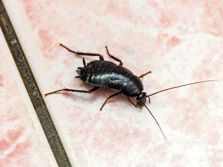 Real big black cockroach on pink tile floor like nightmareの写真素材
