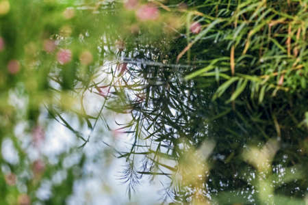Green pretty grass is reflected in water at cloudy dayの写真素材
