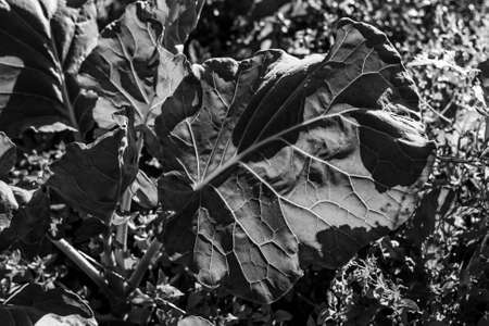 Big leaf of plant in sunlight day in black and white colorsの写真素材