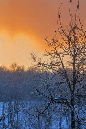 Snowing in real winter pretty red deep amazing sunset eveningの写真素材