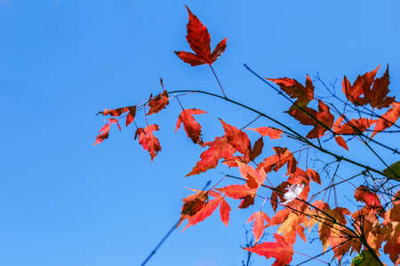 Real pretty red autumn leaves on tree against blue skyの写真素材