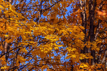 Golden autumn maple leaves against blue sky at sunny happy day