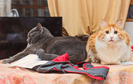 Two pretty real cats gray and red in own home interior room