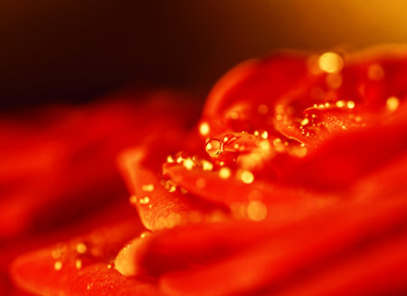 Charming real red rose large with water drops like inspiration signの写真素材