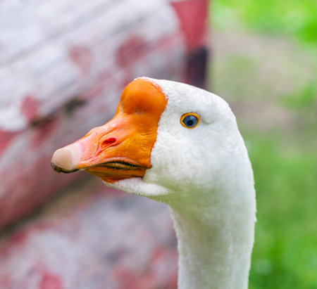 Pretty adult goose with blue eye looks intently into frameの写真素材