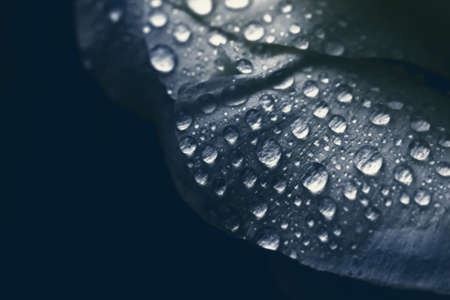 Real clear water drops on petal large in blue tones