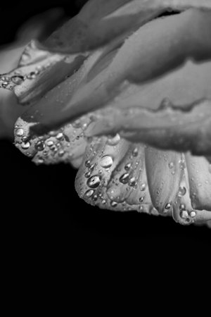 Real beauty water drops on soft light flower in black and whiteの写真素材