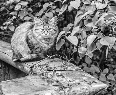 Real fluffy pretty homeless kitten teenager at summer cloudy day in garden black and whiteの写真素材