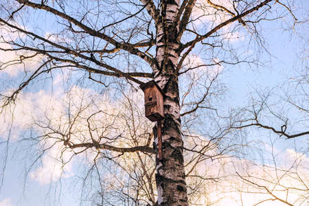 Real winter birch with birdhouse on blue sky background with white clouds