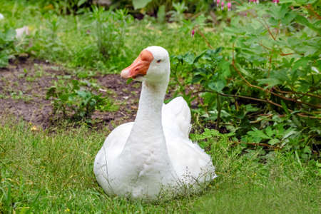 Real adult pretty white goose in green grass on summer dayの写真素材