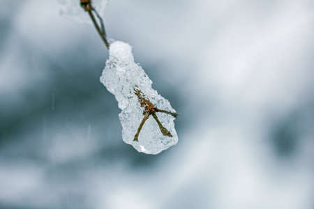 Real pretty white blue frozen ice on branch in cloudy winter dayの写真素材