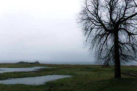 Magic misty landscape with tree of your dreams like memories of pastの写真素材
