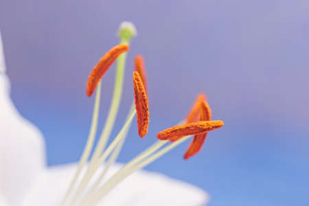 Pretty red pistils and white lily stamens on light lilla backgroundの写真素材