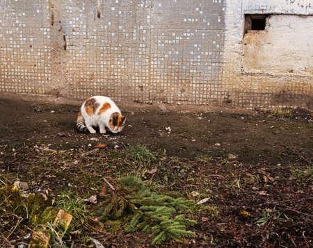 Real adult homeless yard cat eats at cloudy fall dayの写真素材