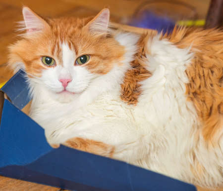 Red adult charming cat in box for best mood and relaxの写真素材