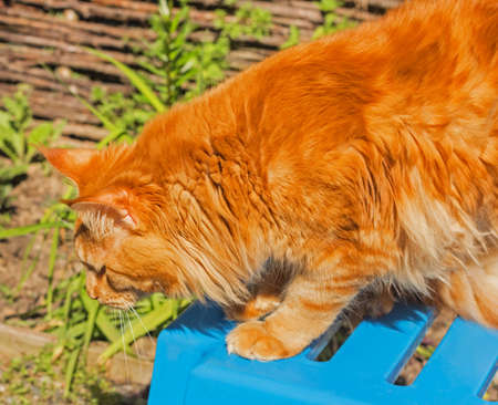 Pretty red Maine Coon in his profile preparing for hunt at sunny dayの写真素材