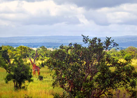 Real pretty giraffe in beautiful bushes of Savannah at worm morningの写真素材