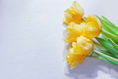 Real fresh yellow tulips on sheet of light paper for greetingsの写真素材